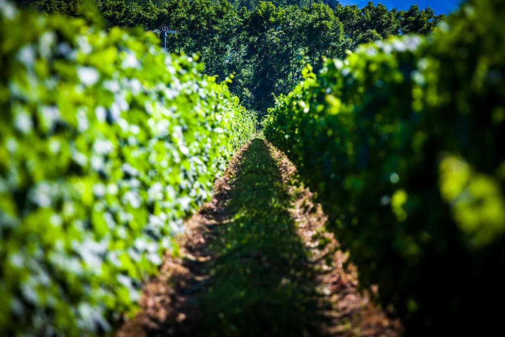 Agriturismo Casteldelpiano Licciana Nardi Eksteriør bilde
