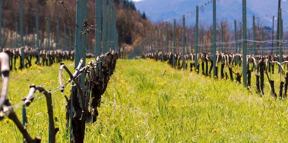 Agriturismo Casteldelpiano Licciana Nardi Eksteriør bilde